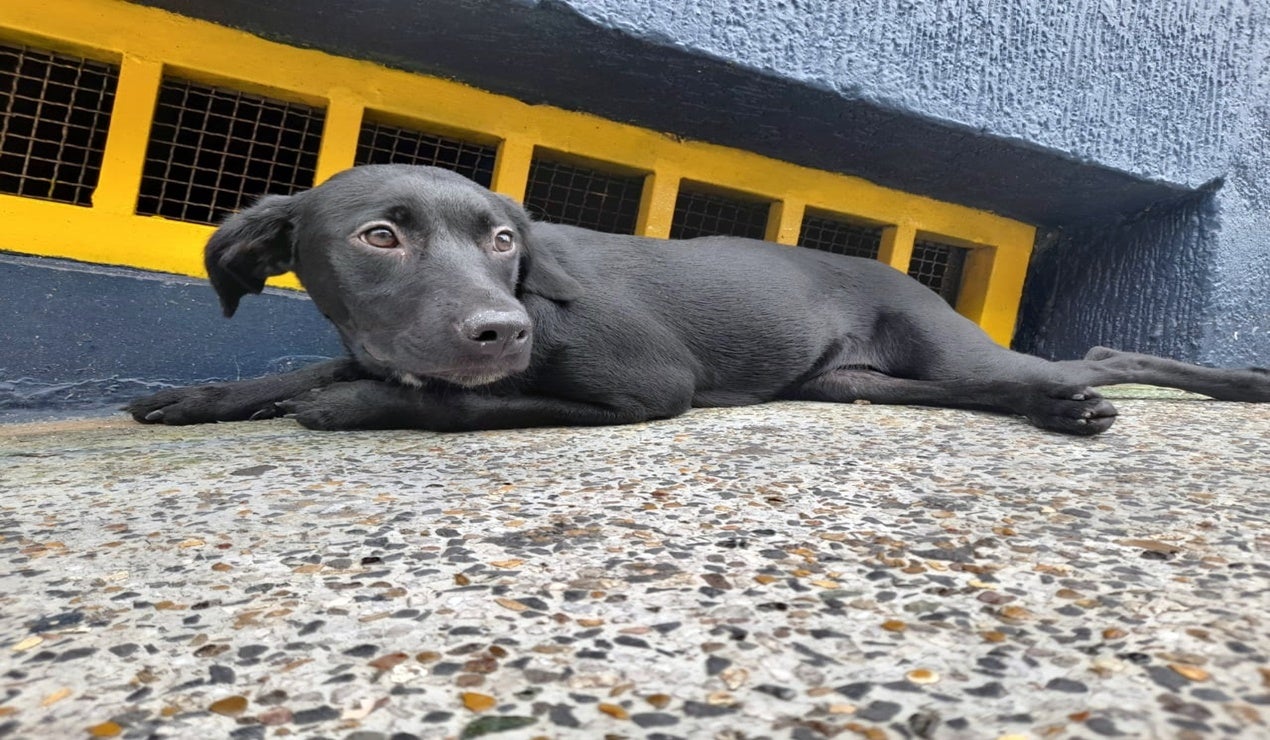 Mascota rescatada en Ibagué por CAPA