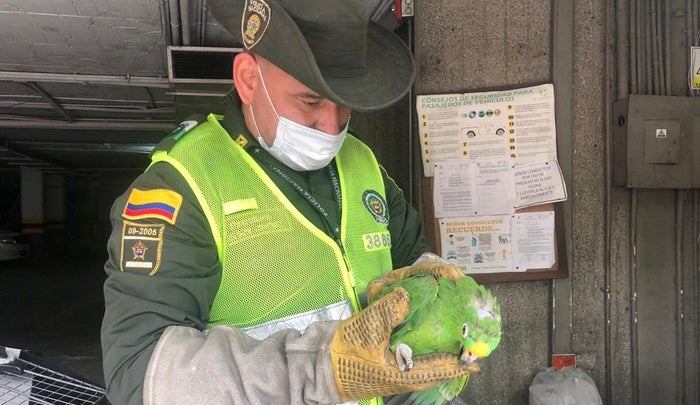 Fauna silvestre rescatada