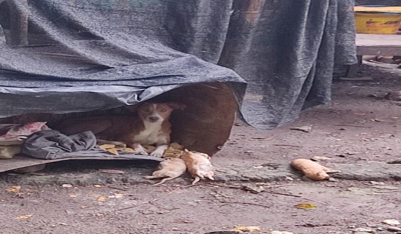 Perritos maltratados