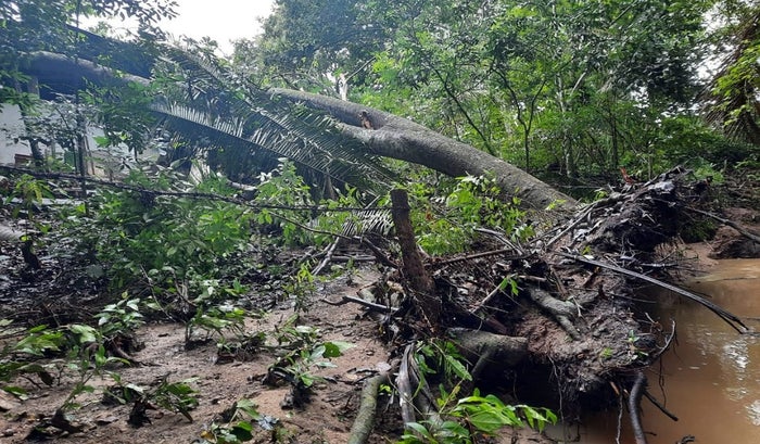 Cultivos afectados por las lluvias