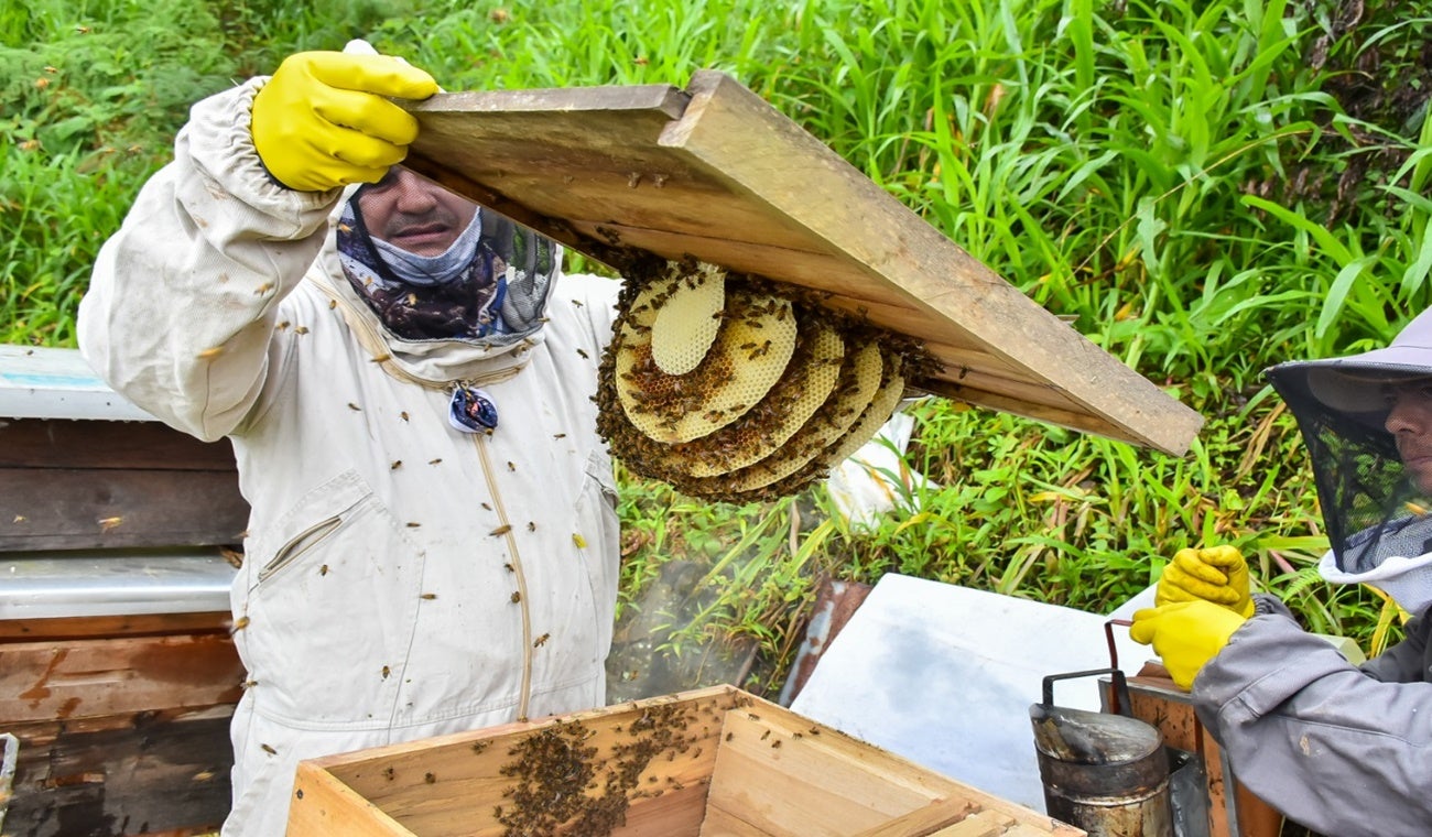 Actividad apícola en zona rural de Ibagué