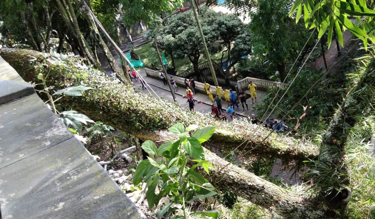 Caída de árbol en Parque Centenario