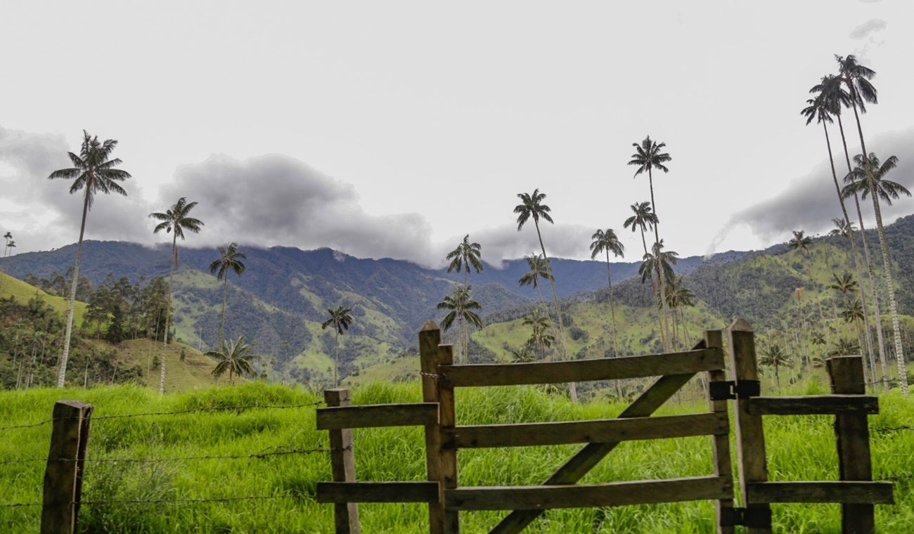 Palma de Cera en el Tolima