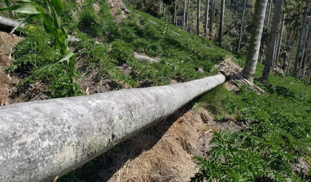 Se está produciendo volcamiento de palmas de cera como consecuencia de un cultivo de arracacha