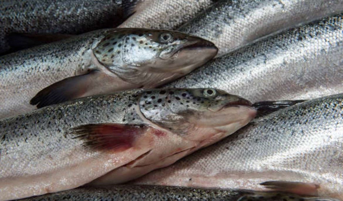 Pescado en establecimientos de Ibagué