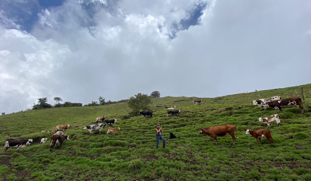 Proyecto Silvopastoril en fincas de Ibagué