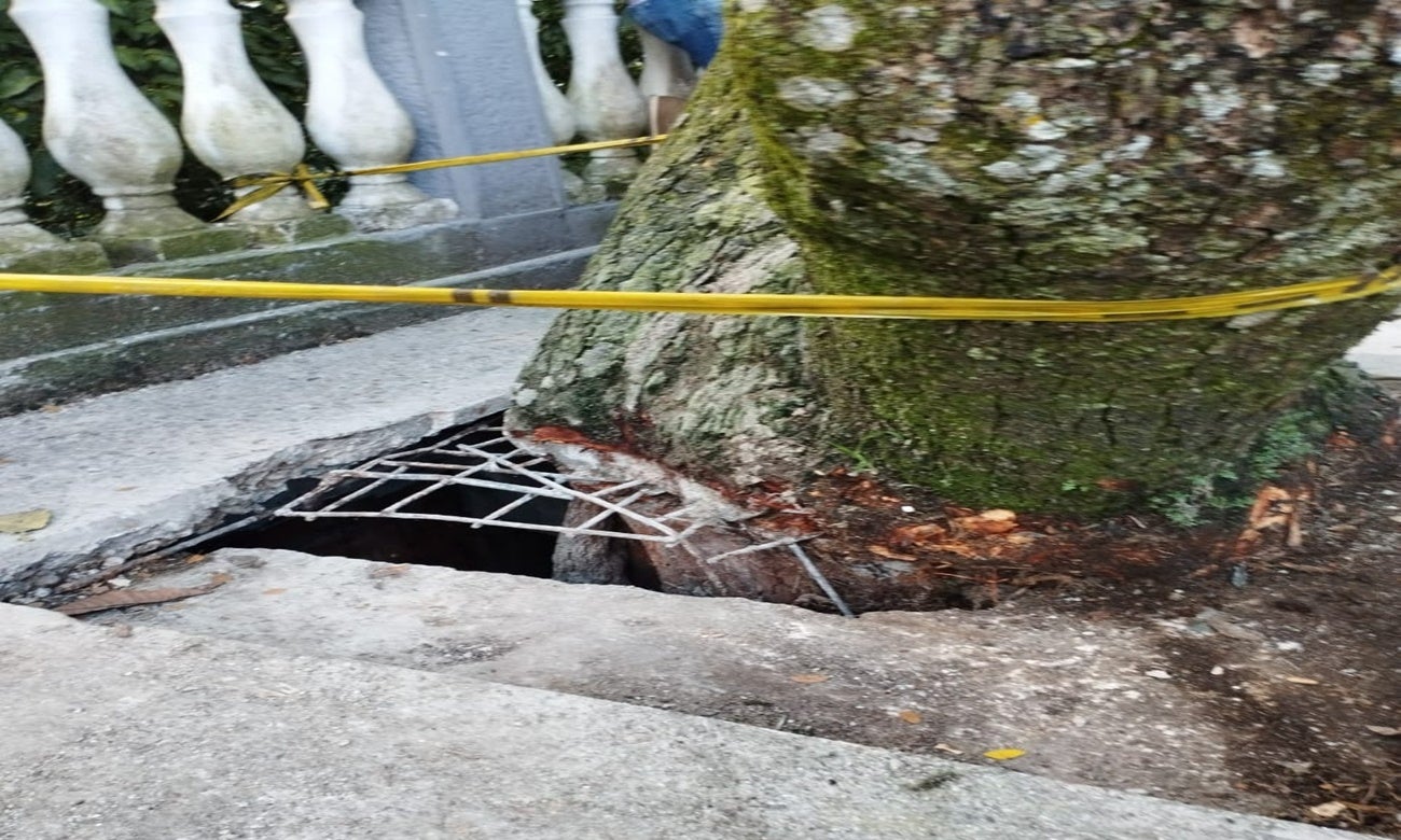 Arboles Parque Centenario