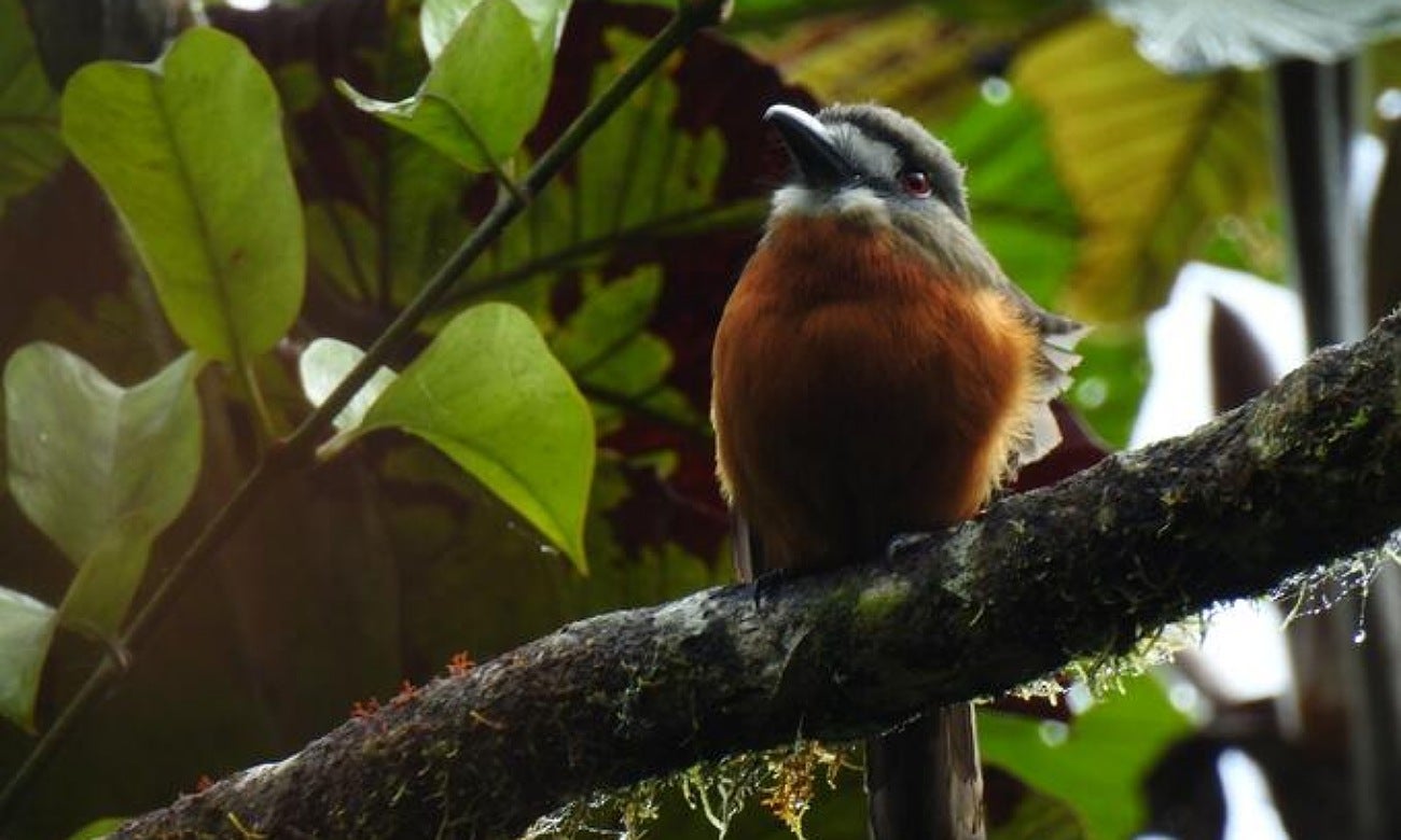 Avistamiento de aves