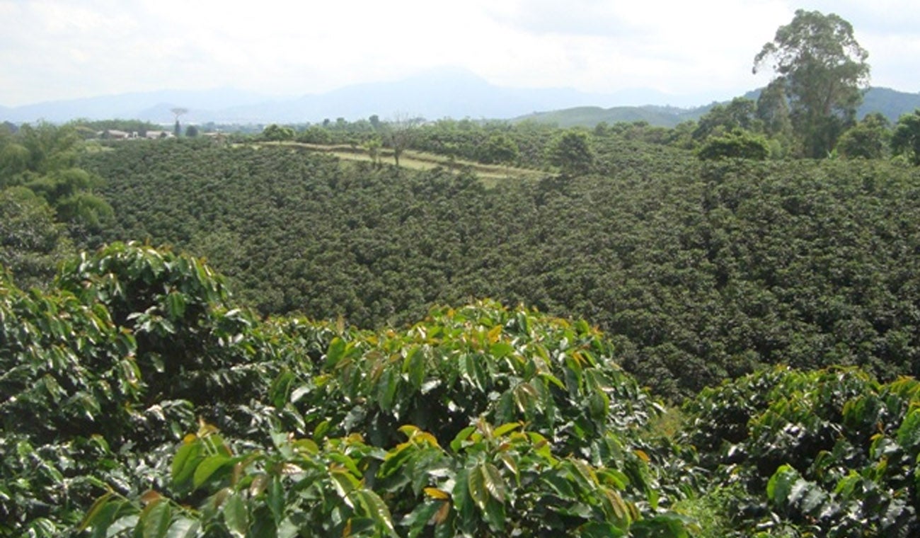 Cultivos de café.