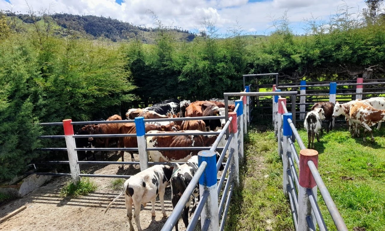 Ganaderia Roncesvalles