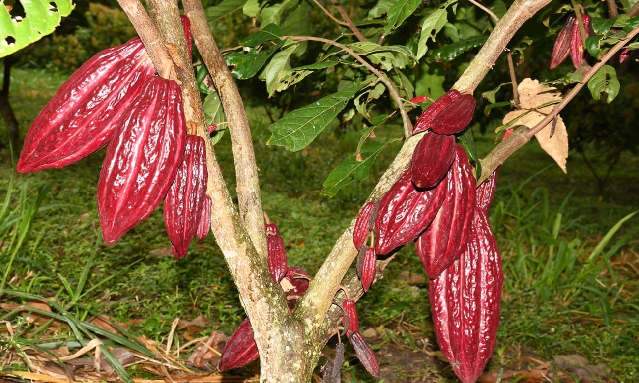 Cacao Tolima