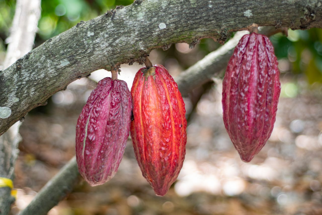 Pago de incentivo por poda de cacao, para 2.000 hectáreas