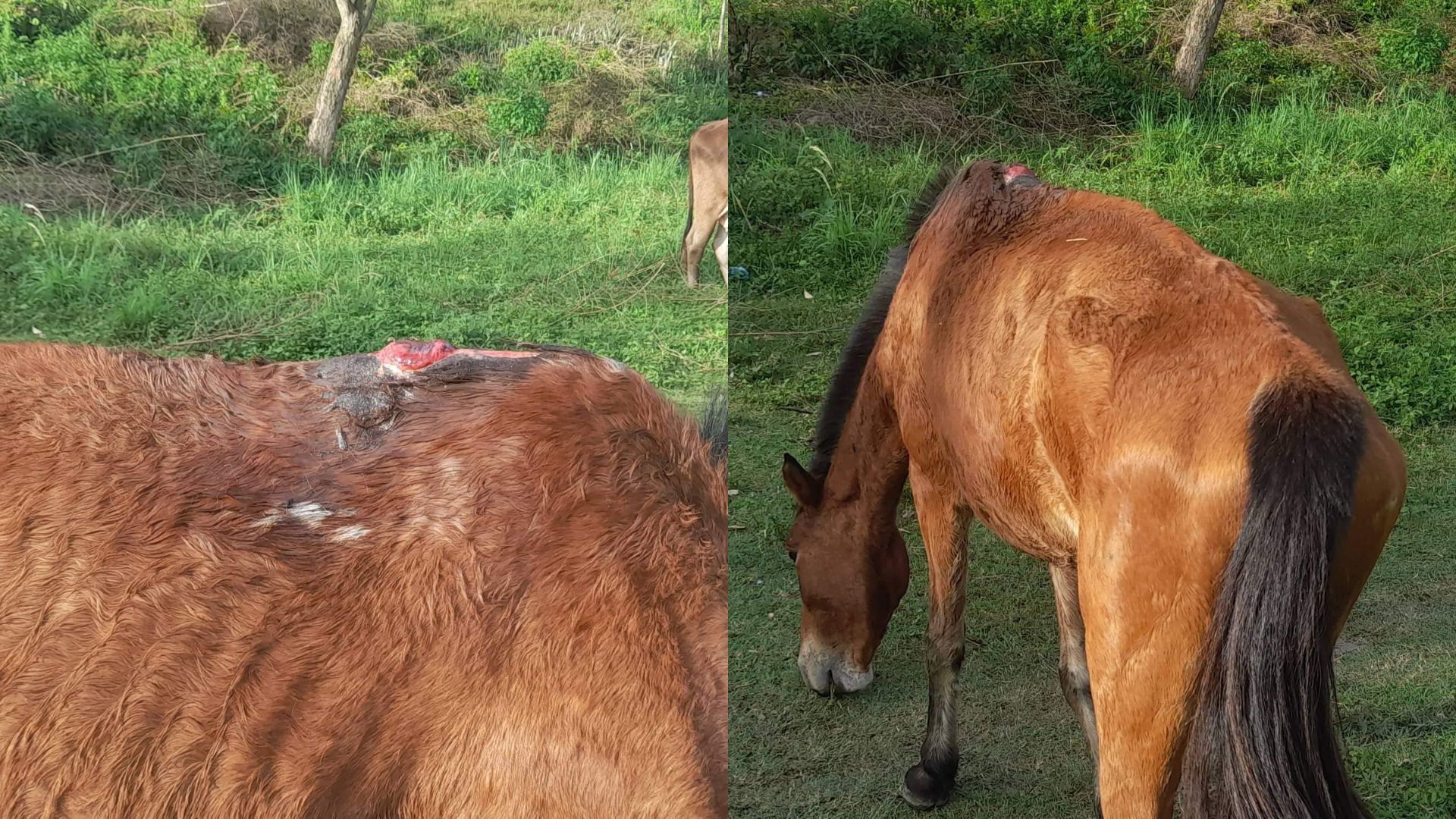 Maltrato Animal Garzón Huila