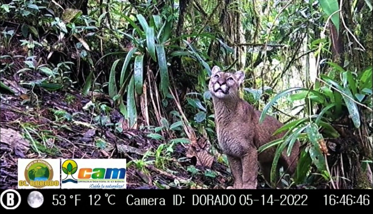 Cámaras trampas captaron a una Danta de Montaña.