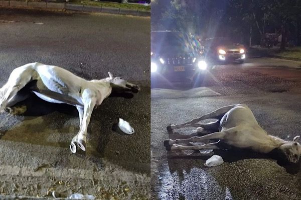 Caballo Abandonado Neiva