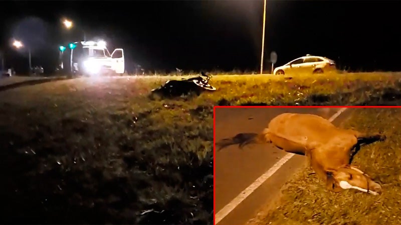 Murió al chocar su motocicleta con un caballo