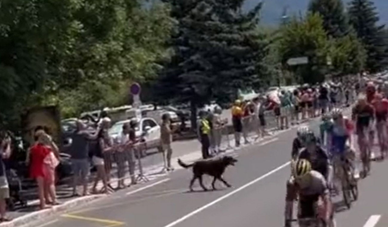 Perro causa accidente en Tour de Francia