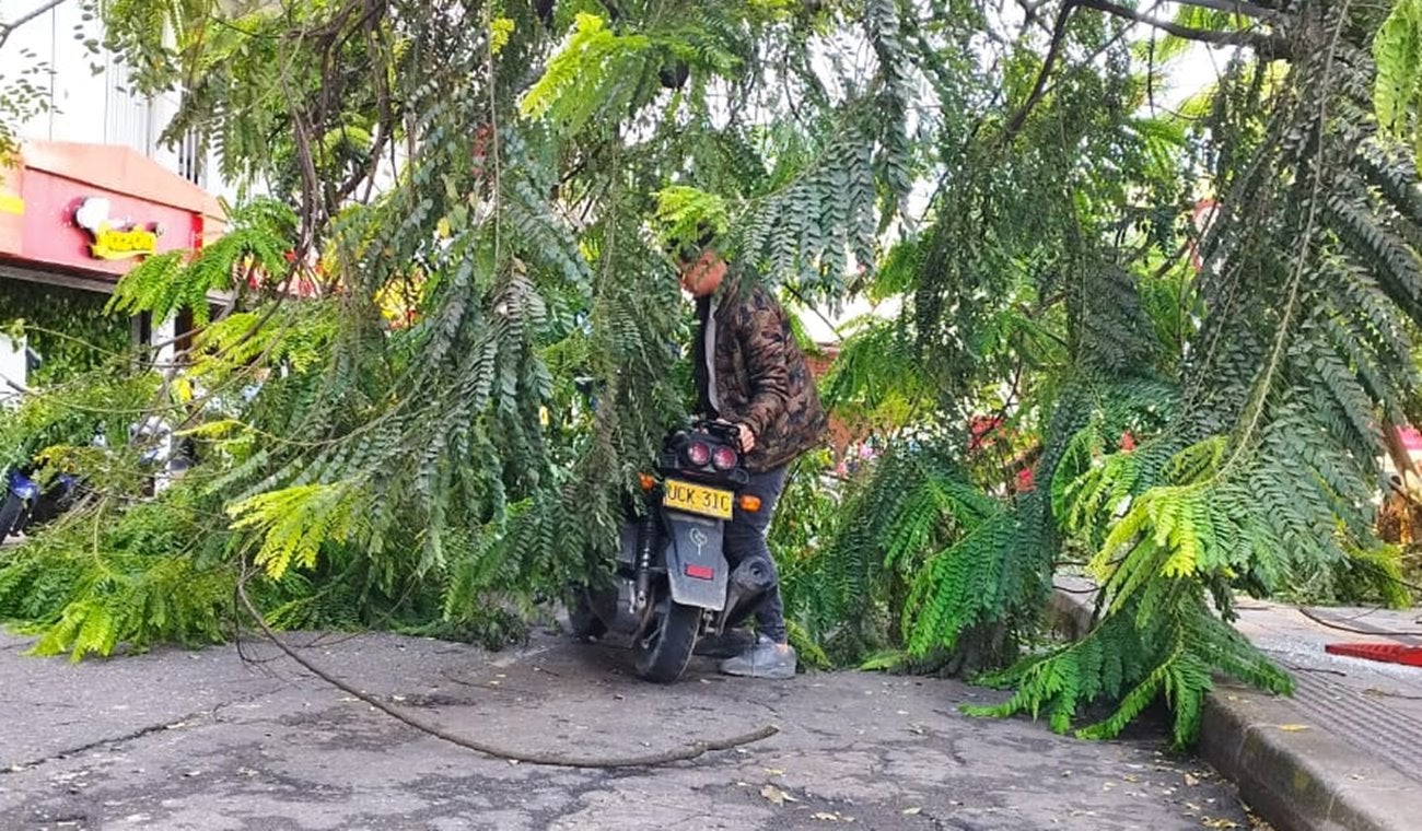 Avance: Mujer se salvó de milagro tras caída de árbol en la Plaza Murillo Toro de Ibagué
