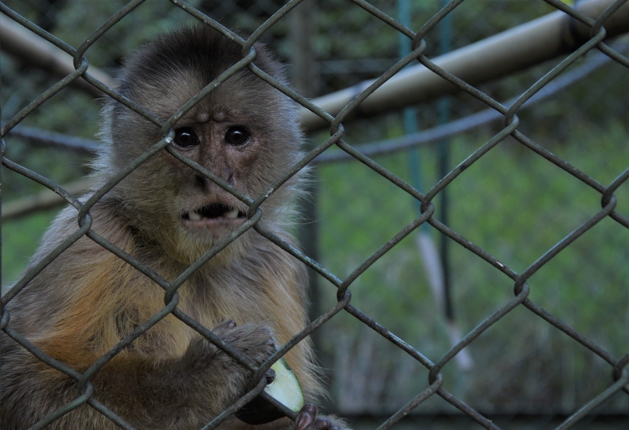 Tráfico de primates en el Huila