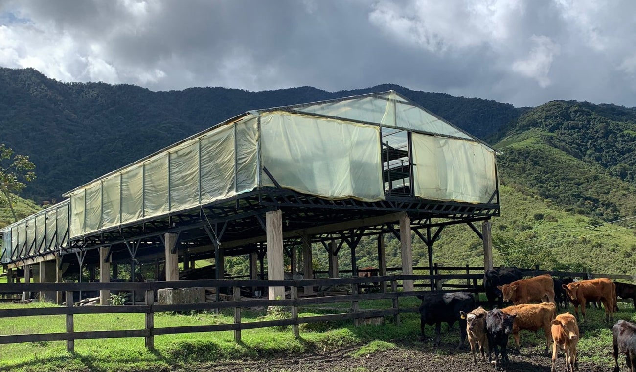Finca Planadas Dantas