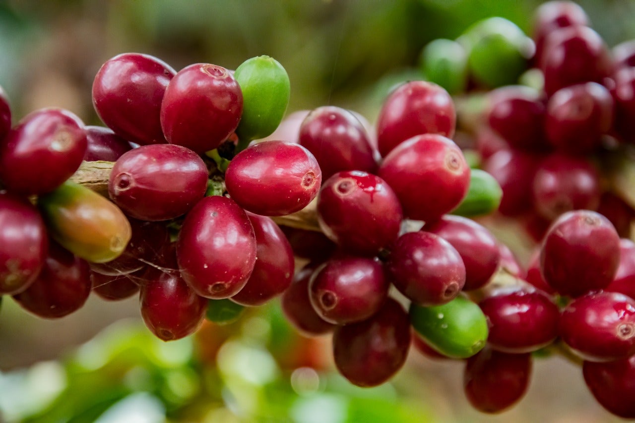 Fuero 8 lotes de café del Huila los finalista