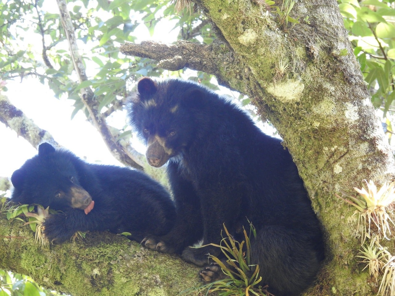 Festival Nacional de Oso y Danta busca su conservación