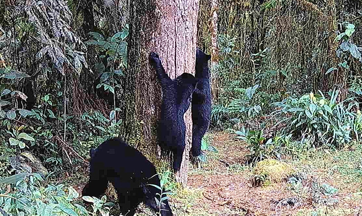 Mamíferos en vía de extinción se están reproduciendo