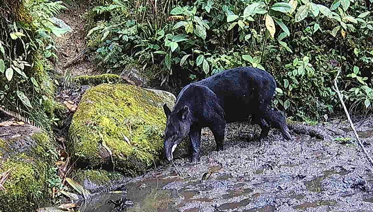 Mamíferos en vía de extinción se están reproduciendo