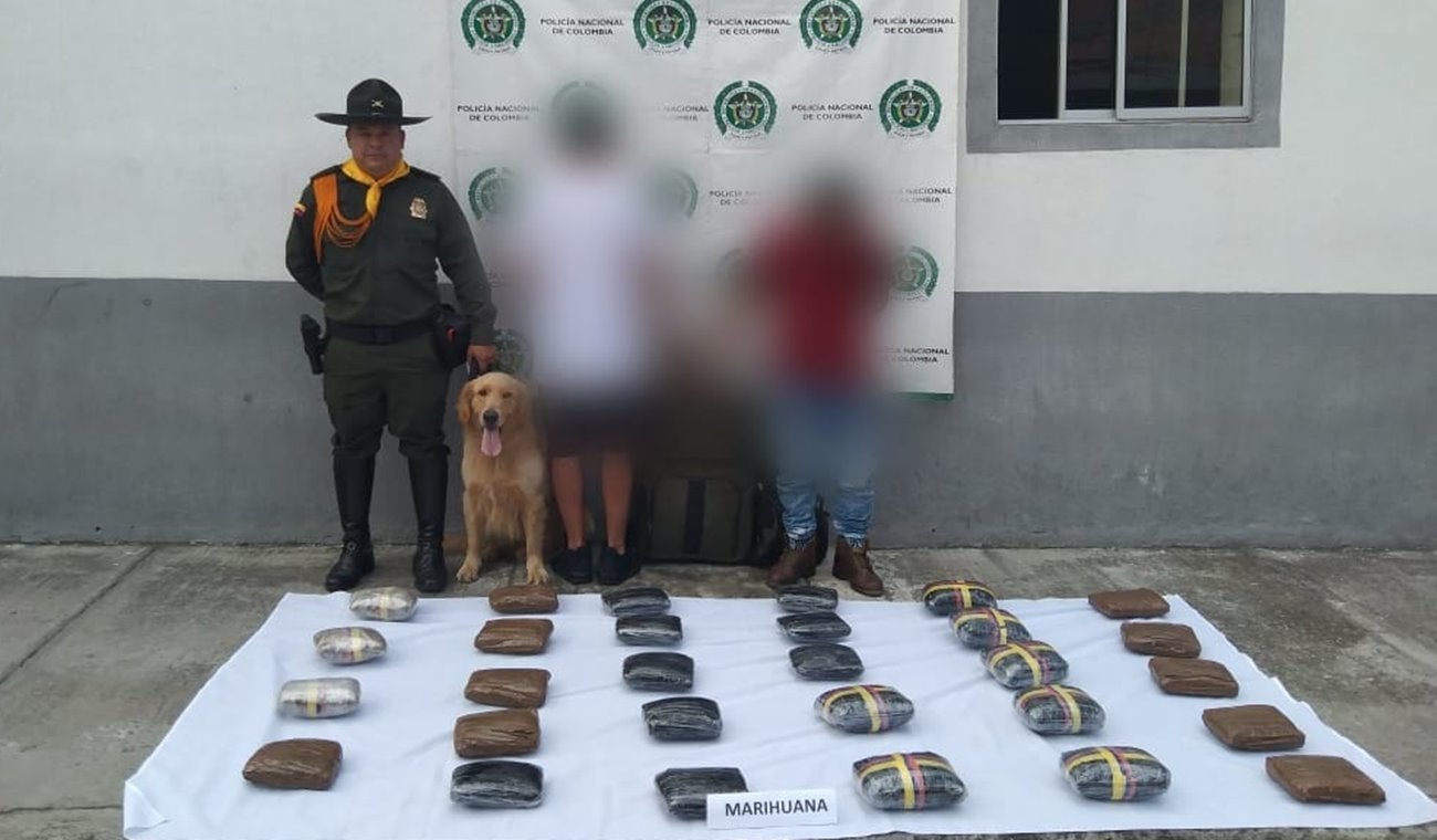 Jeffry detectó 26 mil dosis de marihuana transportadas en un bus intermunicipal a su paso por Cajamarca