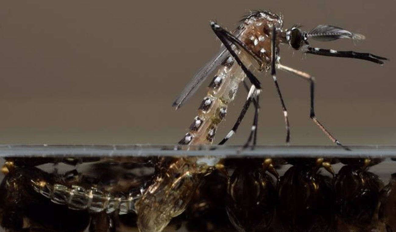 Aedes aegypti, mosquito transmisor del dengue