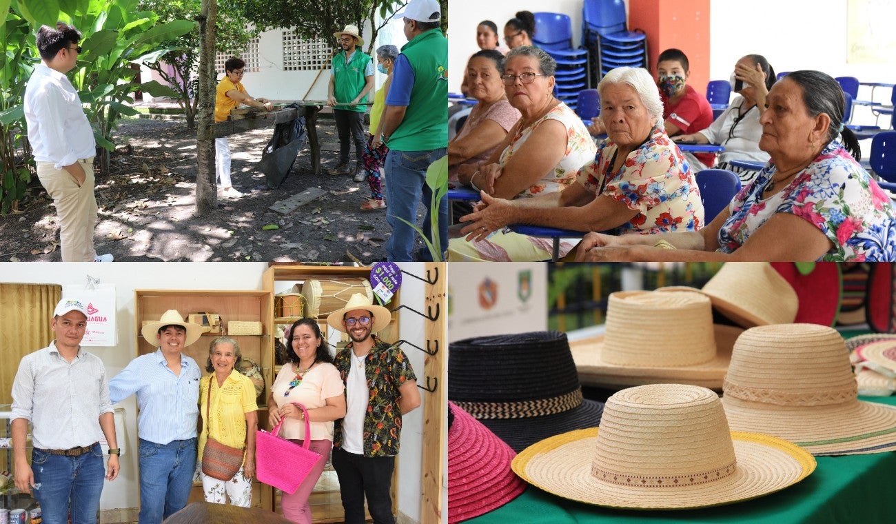 Artesanos fortalecen cultivos de pindo, fique e iraca
