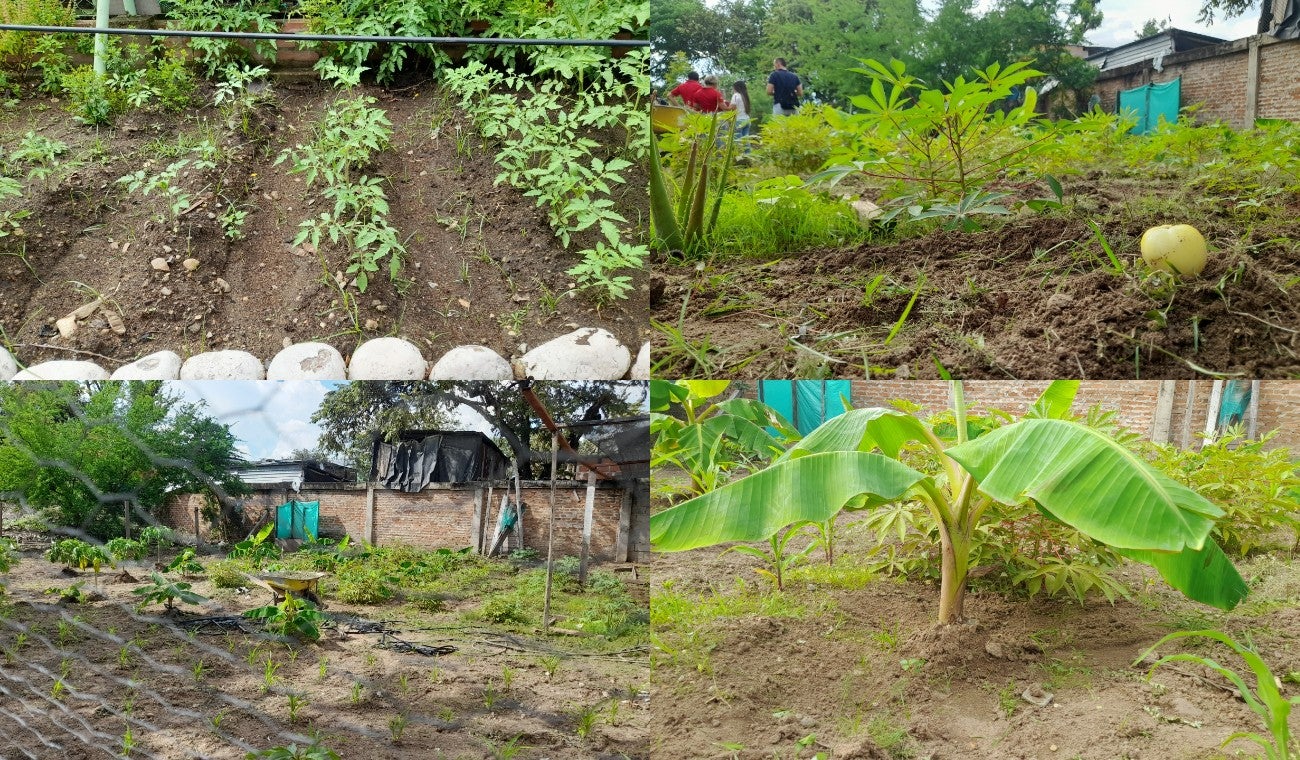 Huertas caseras; alternativas de vida para abuelos y jóvenes