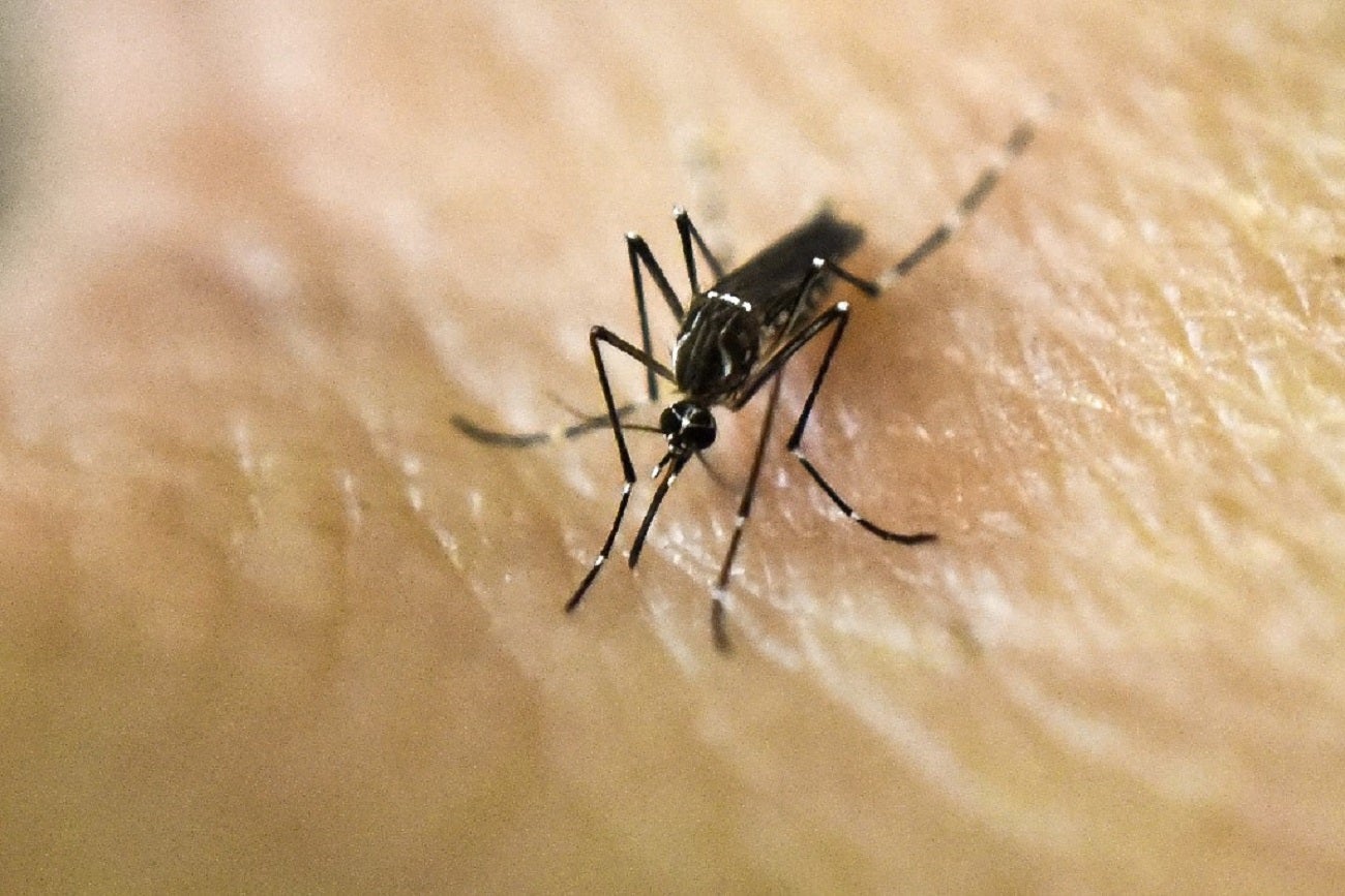 Mosquito Aedes Aegypti, causante del dengue.