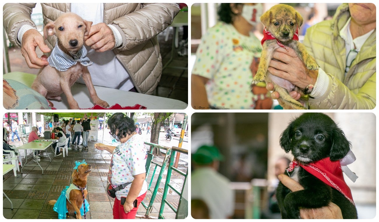 Busca generar deberes para los tenedores de mascotas