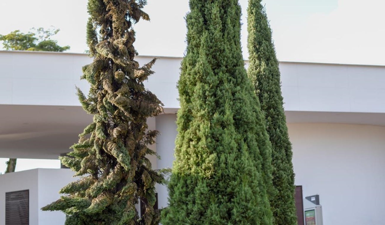 Pino quemado por delincuentes en el Panóptico de Ibagué