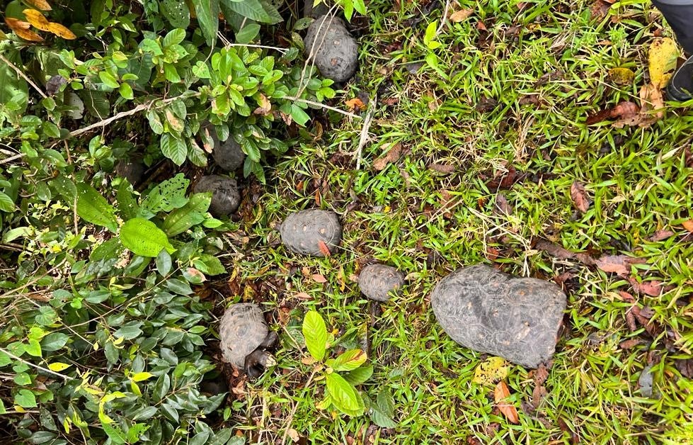 Tortugas Morrocoy de Patas Rojas.