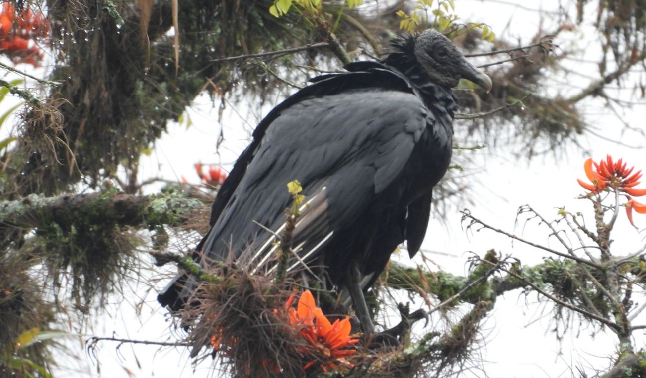 Coragyps atratus - Chulo