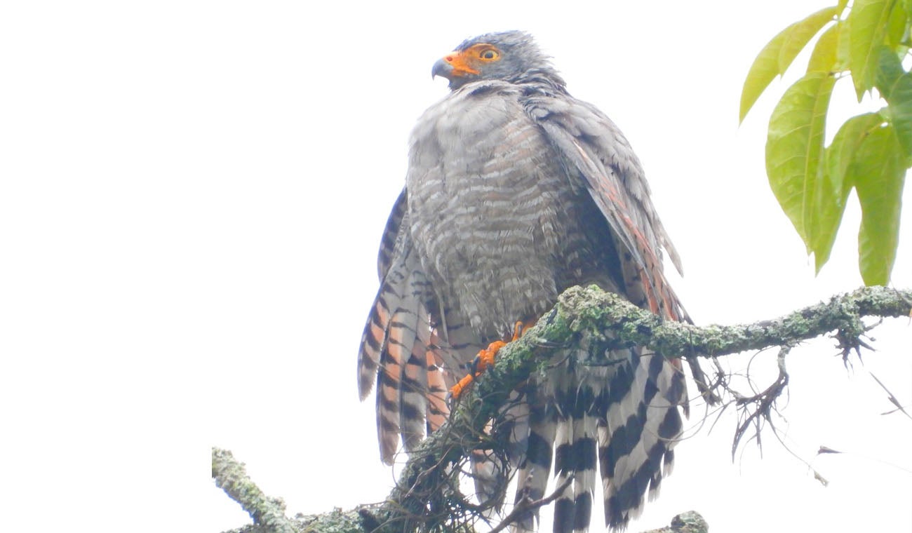 Rupornis magnirostris