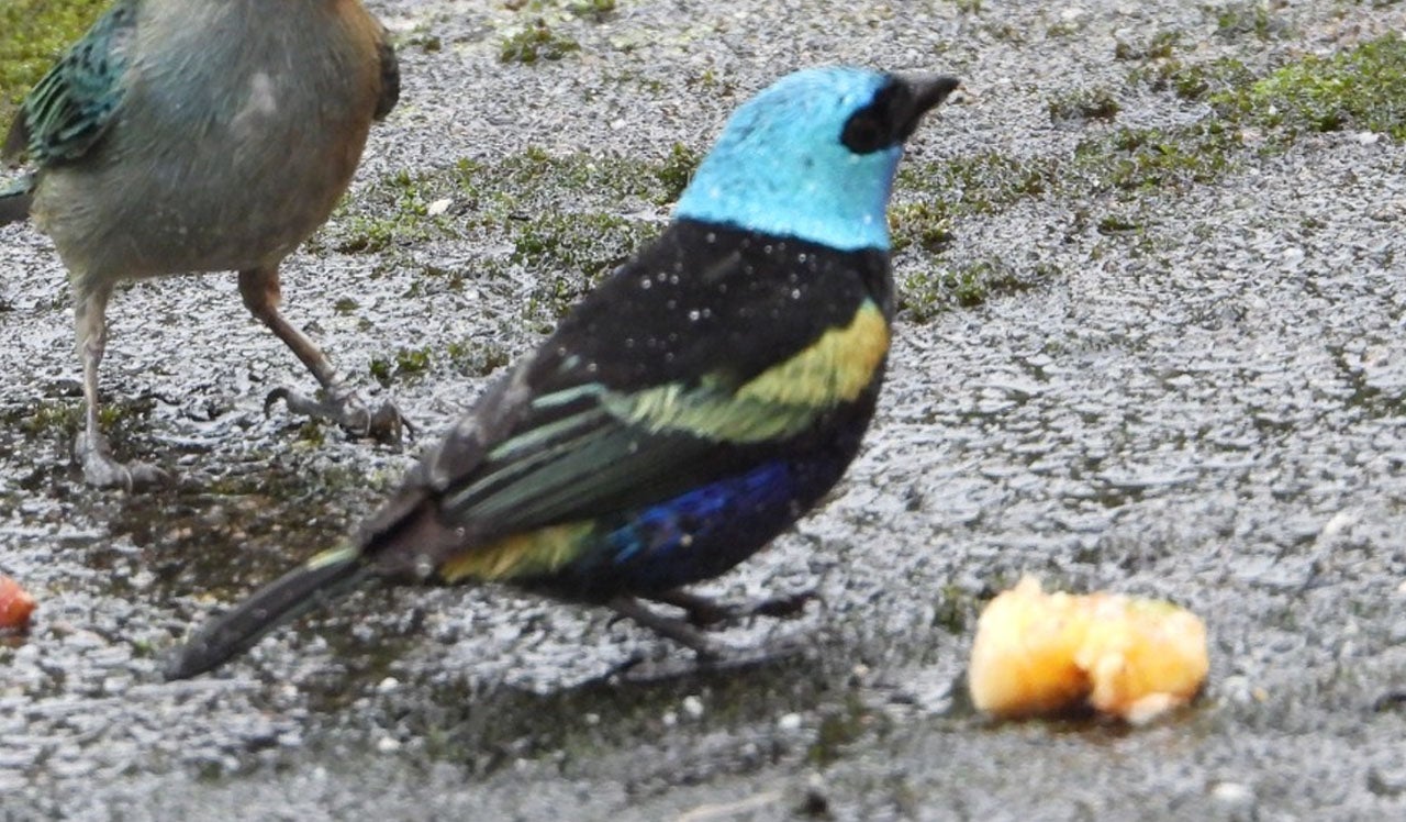 Stilpnia cyanicollis