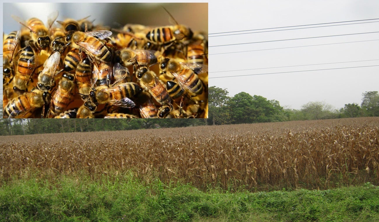 Cultivo maíz ataque abejas