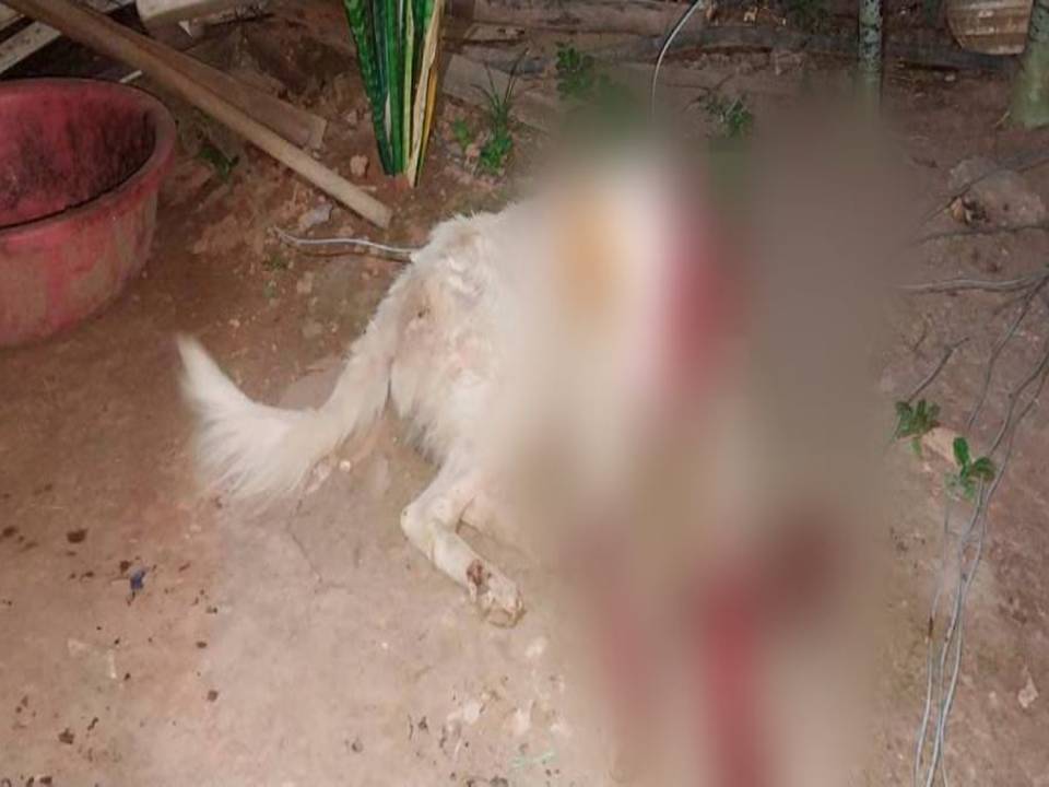 El animal no resistió las graves heridas y murió