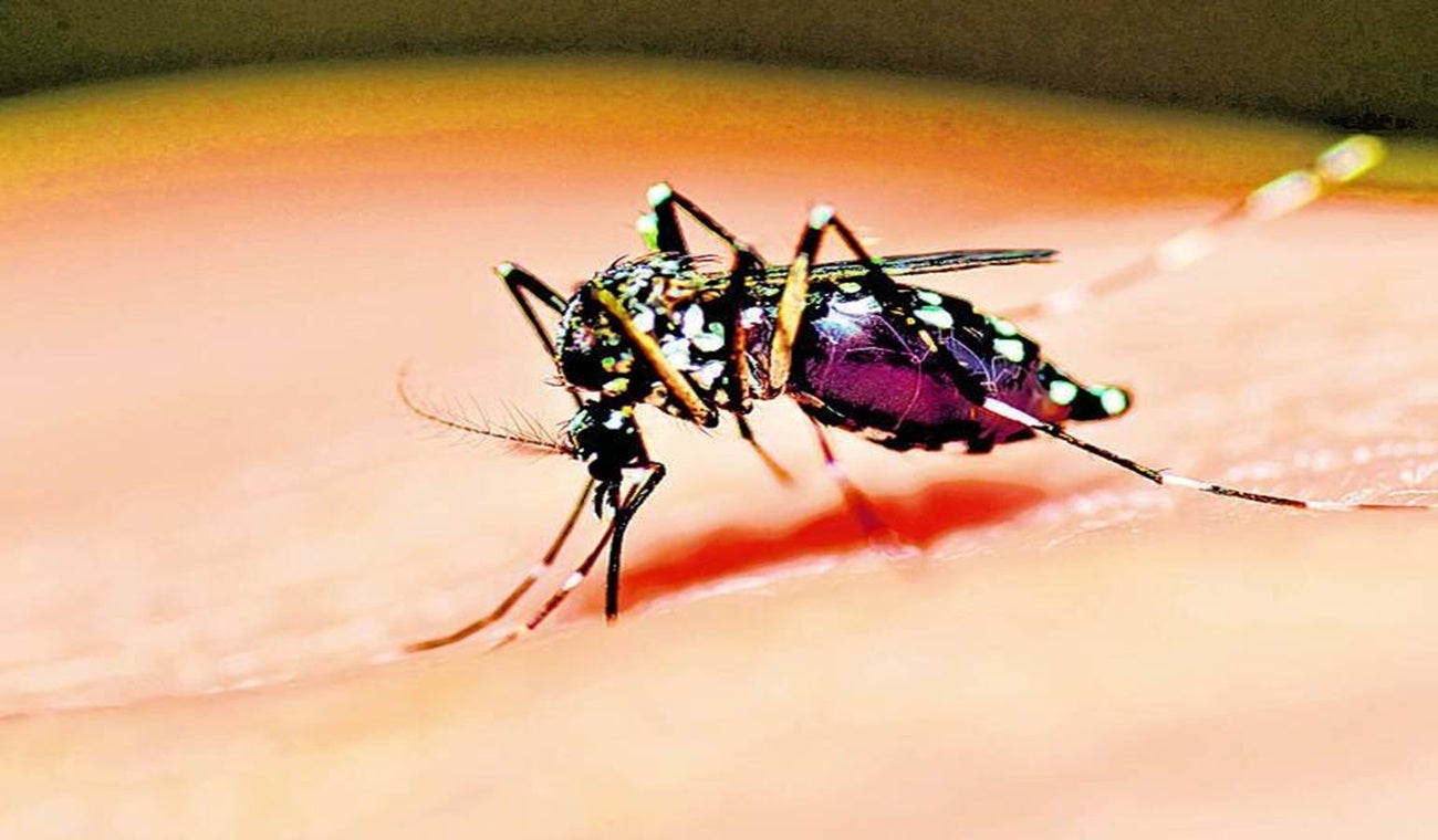 Mosquito transmisor del dengue, Aedes Aegypti