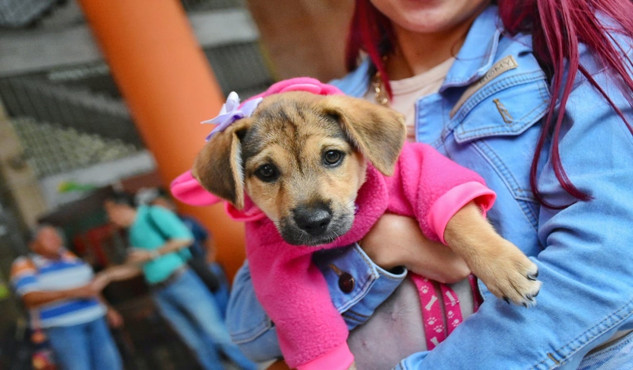 Perrito gobernación