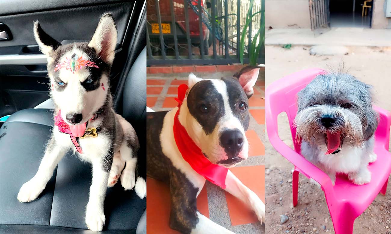 Uno Mascotas Caminata