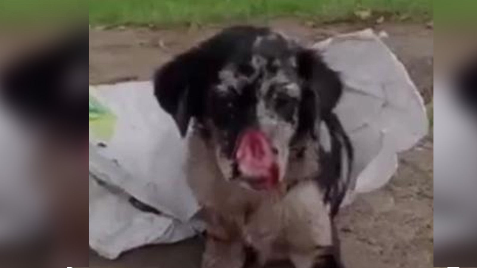 Perro mutilado Huila