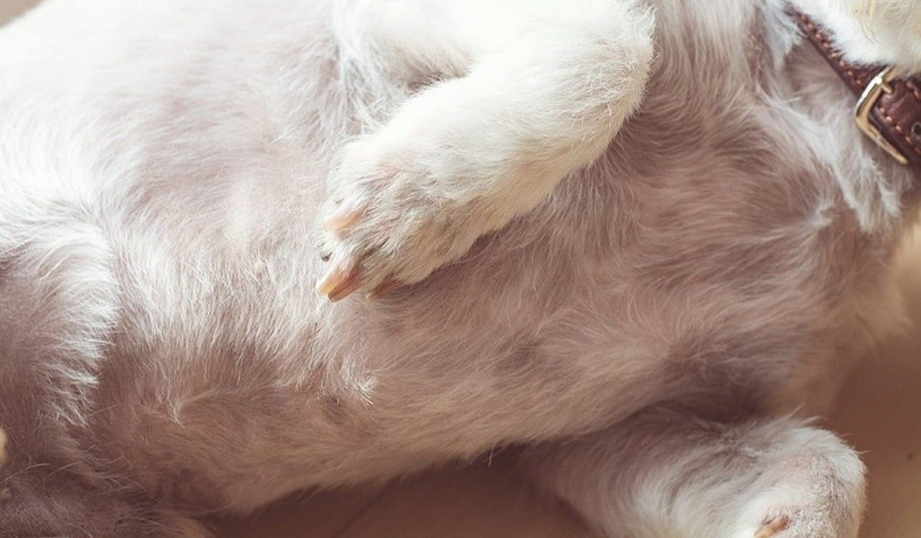 Acciones judiciales contra presuntos agresores de animales en Tolima y Caquetá