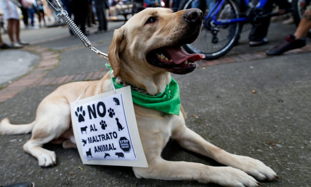 Maltrato animal