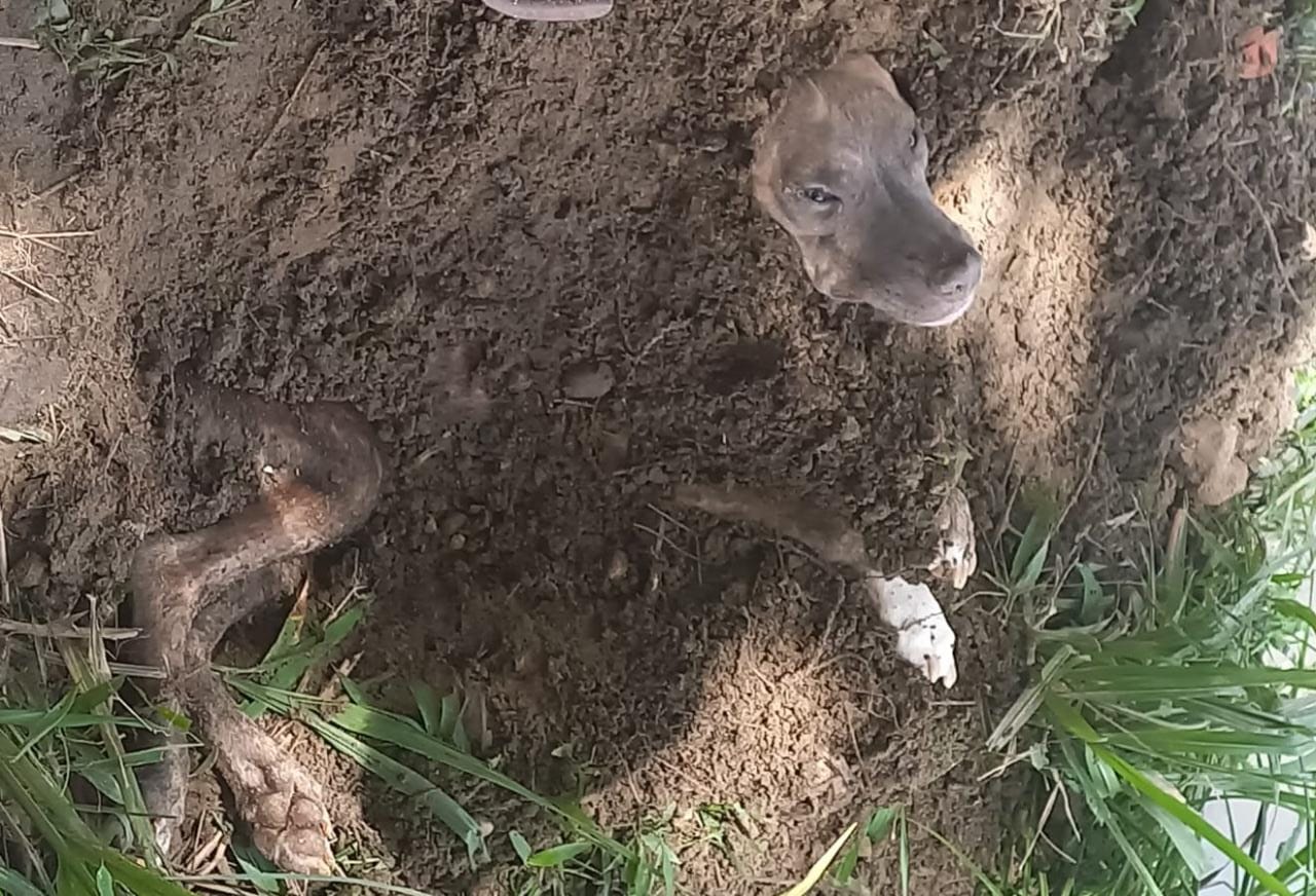 Perro maltrato Neiva.