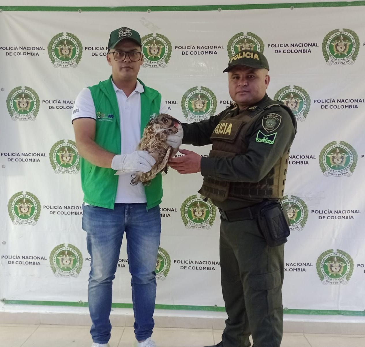 Búho Americano fue hallado en Suaza del Huila.