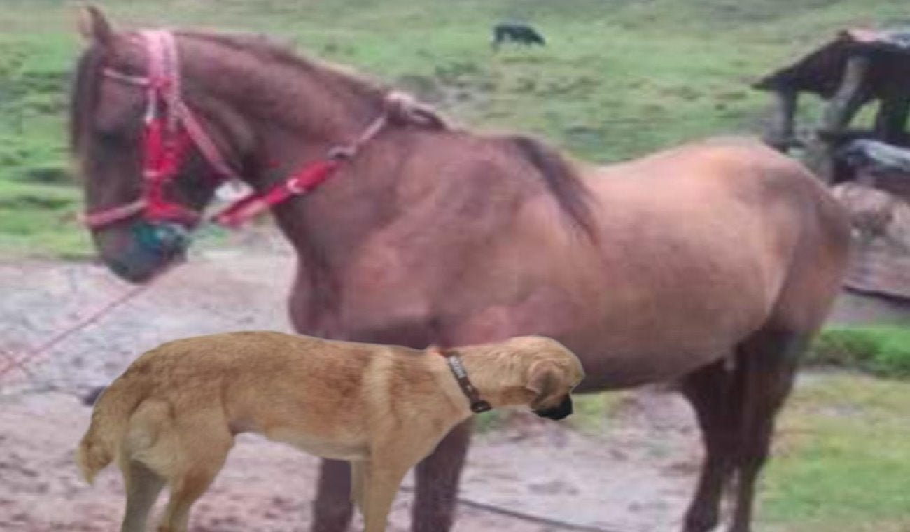 A dueño de pesebrera le dejaron cuidando un caballo y terminó aplicándole la eutanasia en Herveo